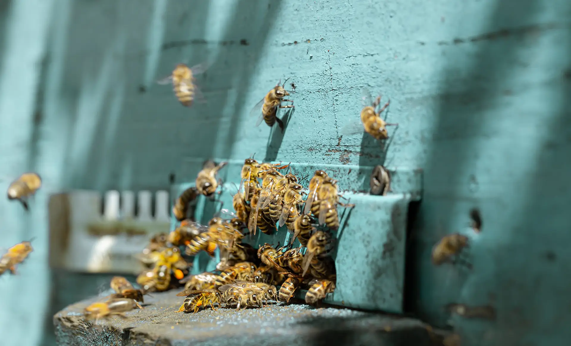 Groupe d'abeilles symbole d'Apis, gestionnaire d'actifs immobiliers